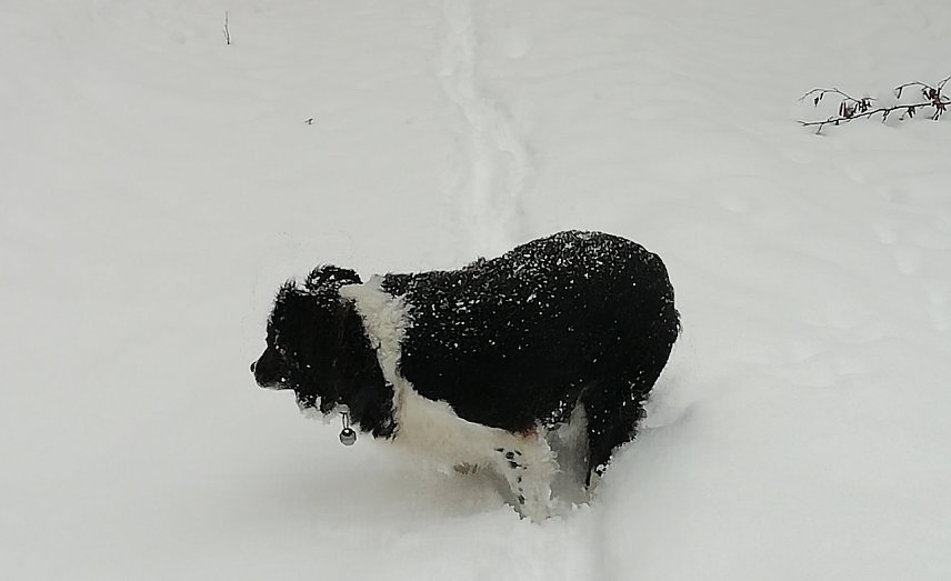Bild: Tierischer Winterspa&szlig;