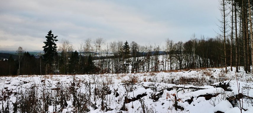 Bild: Kahlschlag bei Harz Rigi
