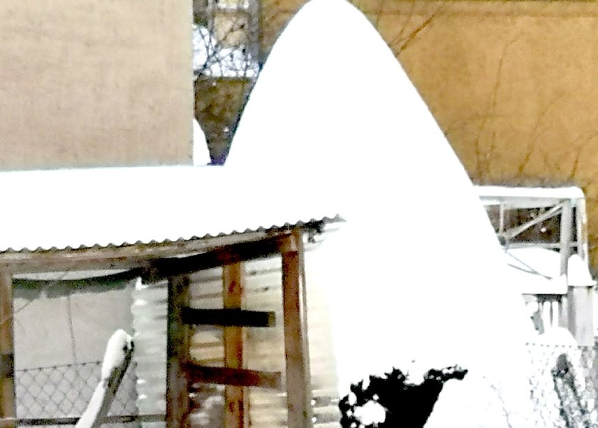 Bild: Zuckerhut-Fichte