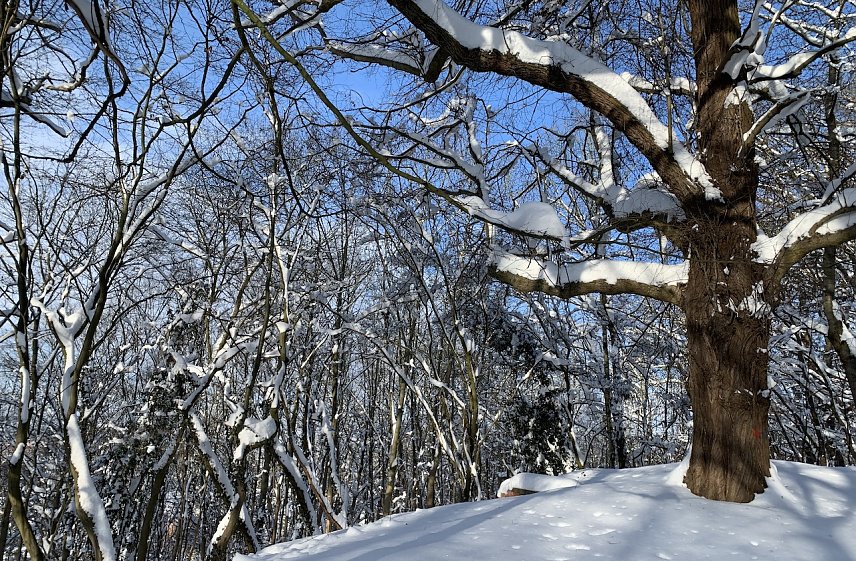 Bild: Die Winterpracht weicht fr&uuml;hlingshaften Temperaturen