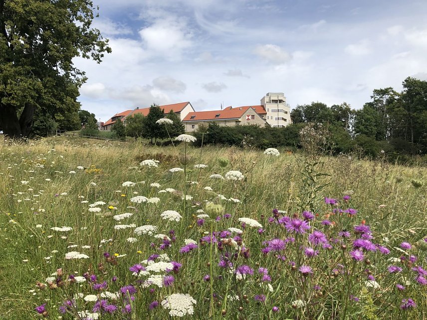 Bild: Naturfoto