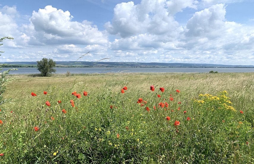 Bild: Der Fr&uuml;hling h&auml;mmert dieses Wochenende an die Wettert&uuml;r