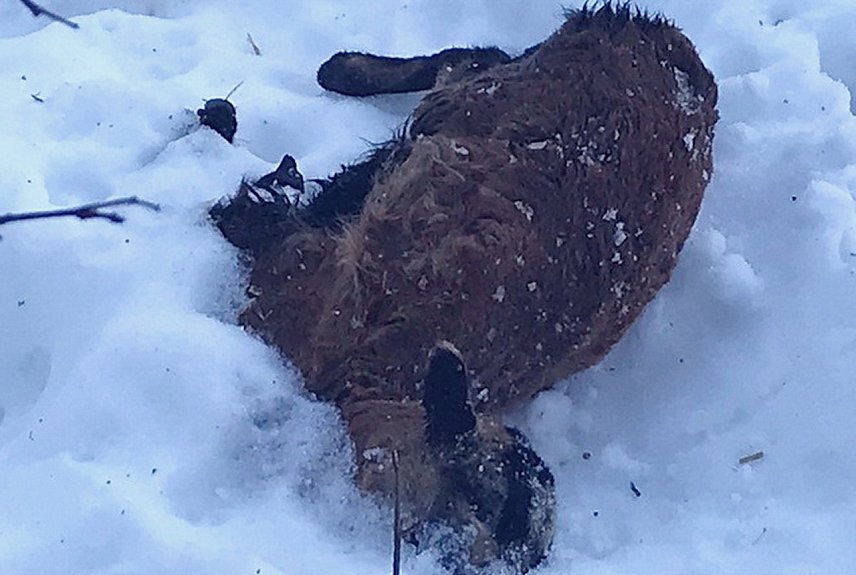 Bild: Verendetes Lamm