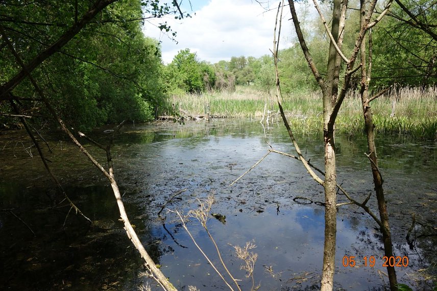 Bild: Blick auf den Teich bei Stempeda