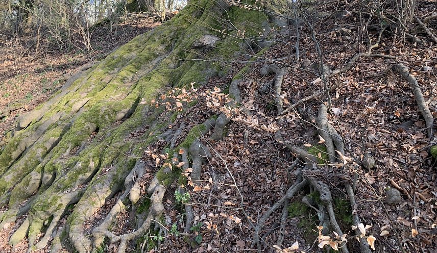 Bild: Symbolbild sch&uuml;tzenswerter Wald