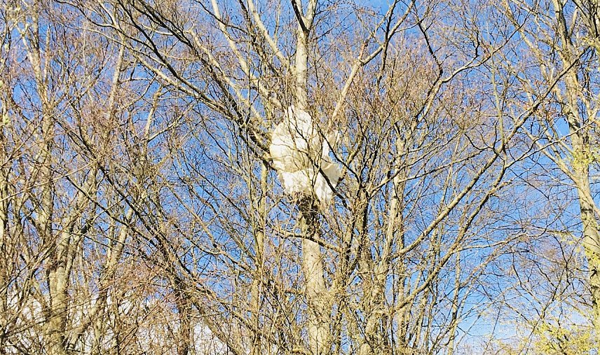 Bild: &Uuml;berreste einer kontrollierten Sprengung zieren diesen Baum