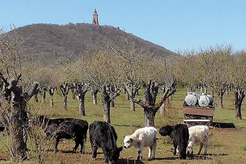 Bild: Galloways 