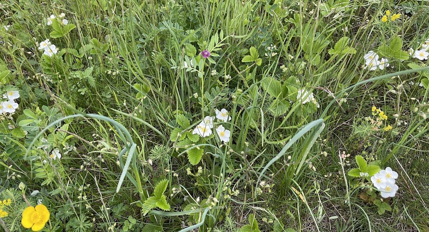 Bild: Orchideenwiese bei G&uuml;nserode