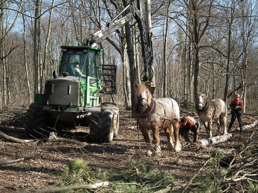 Bild: Dem Tierwohl zuliebe: Nicht R&uuml;ckepferd statt Maschine, sondern R&uuml;ckepferd und Maschine