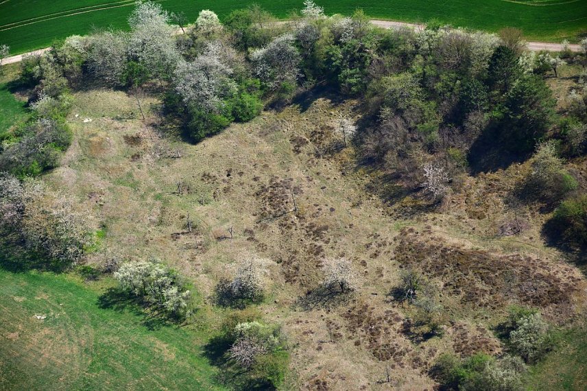Bild: Heidefl&auml;che auf den Pfaffenk&ouml;pfen bei Steigerthal   