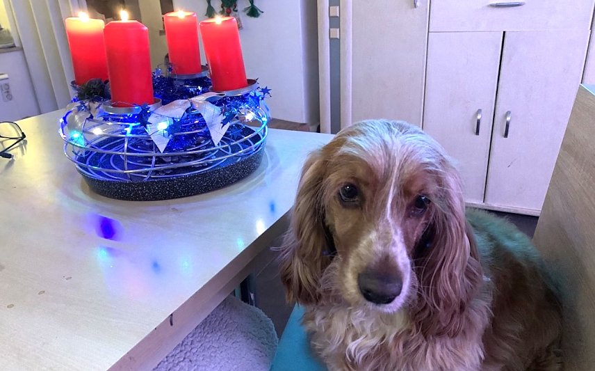 Bild: Weihnachtspl&auml;tzen und Kekse zum Advent