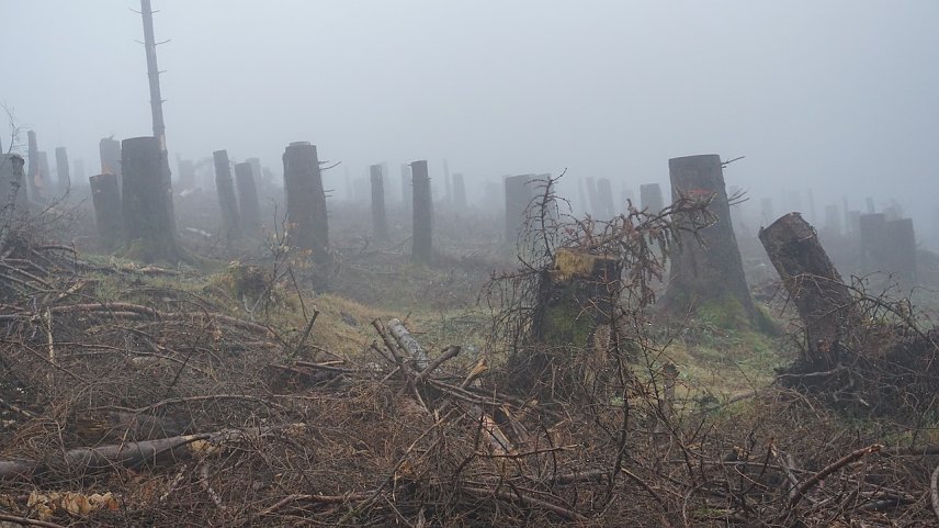 Bild: Bequeme Forstwirte, die sich beim sanieren von Borkenk&auml;fer-Schadfl&auml;chen nicht b&uuml;cken wollten? Weit gefehlt � im Schutz jeder einzelnen Hochstubbe gedeiht eine klimastabile junge Wei&szlig;-Tanne oder Buche