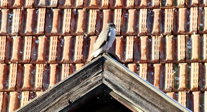 Bild: Wildvogel in der Stadt
