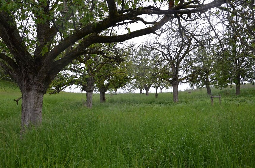 Bild: Streuobstwiese bei Ichstedt