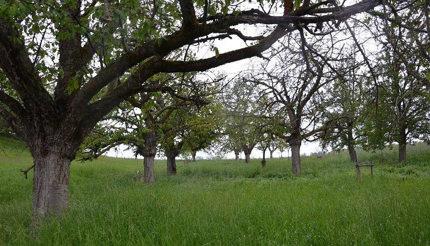 Bild: Streuobstwiese Ichstedt