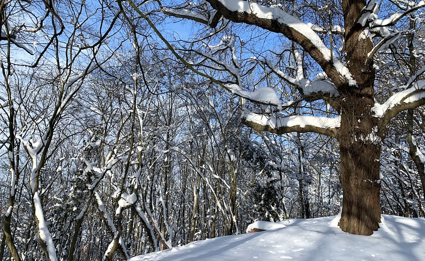 Bild: Die Aussichten f&uuml;r wei&szlig;e Weihnachten stehen in Th&uuml;ringen eher schlecht