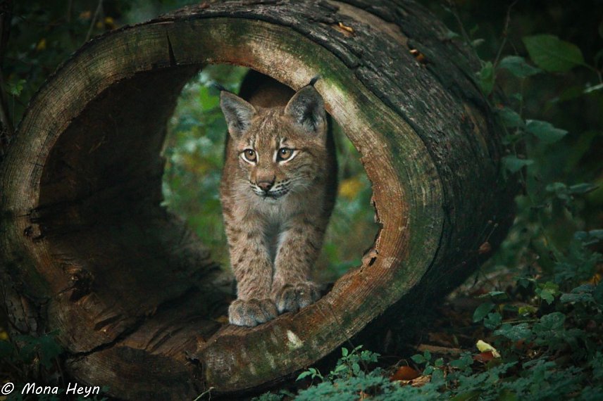 Bild: Jungluchs Freya im Wildkatzendorf