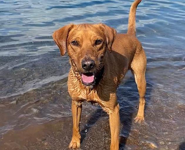 Bild: Foto des vermissten Hundes
