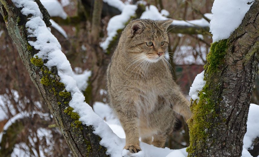 Bild:  Wildkater Toco im Wildkatzendorf H&uuml;tscheroda