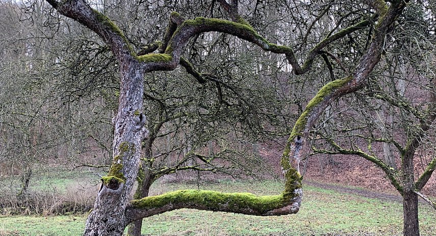Bild: Obstwiese im Winter