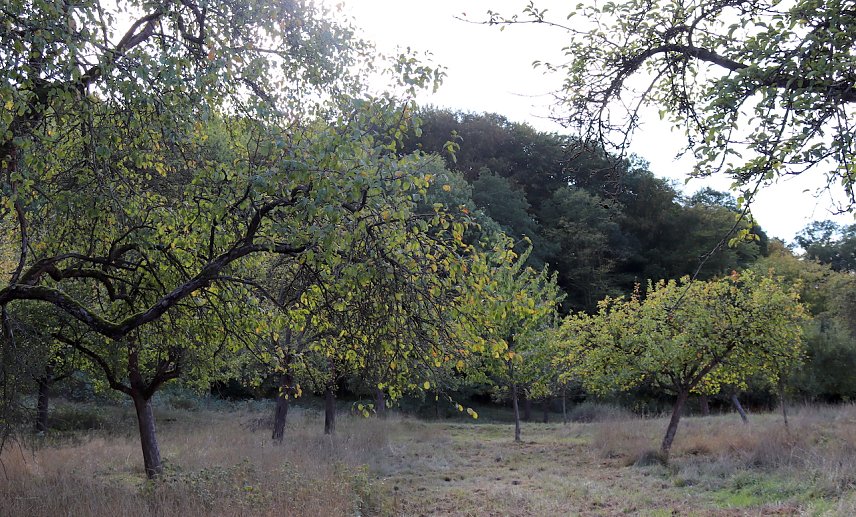 Bild: Obstbaumwiese