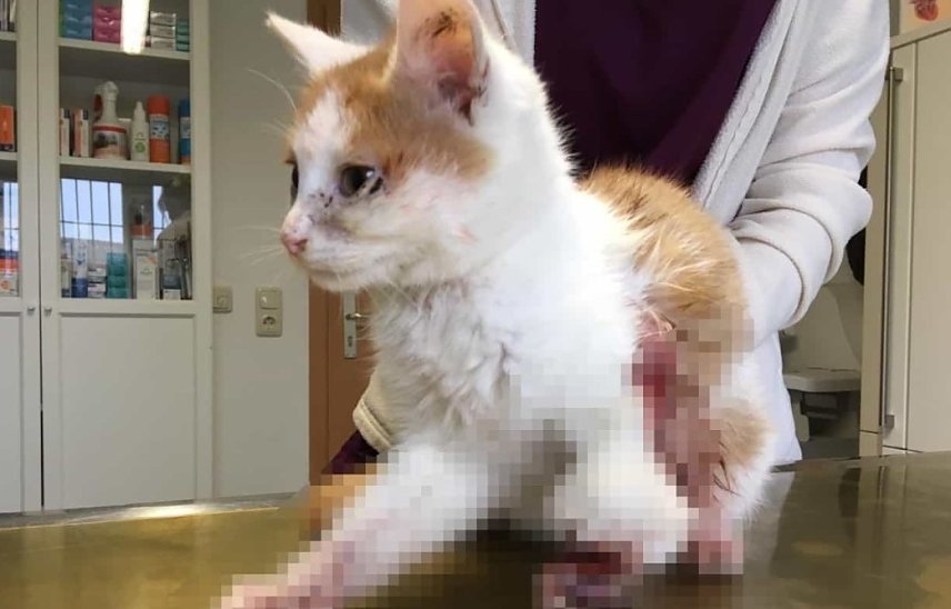 Bild: Verletzte Katze aus Abtsbesingen