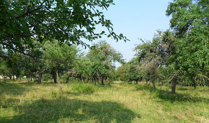 Bild: Bildsch&ouml;ne Streuobstwiese Oberspier.