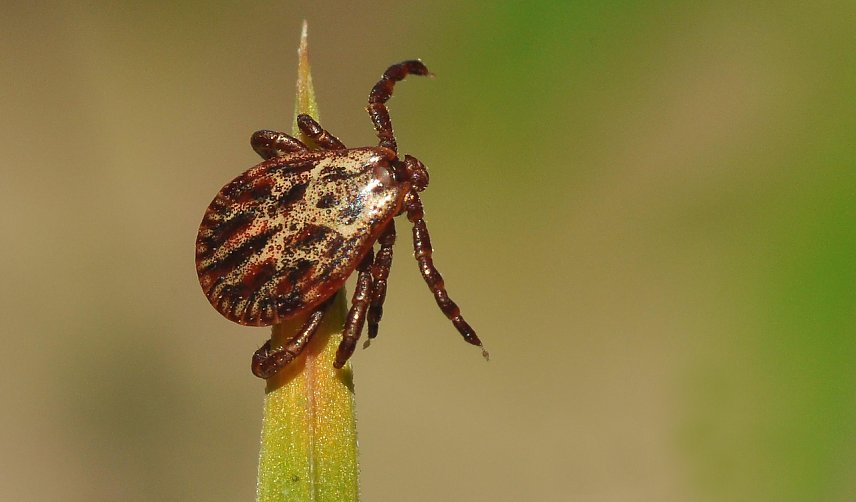 Bild: Neben dem Hausbock finden sich als Klimawandelfolge zunehmend auch exotische Zeckenarten in Th&uuml;ringens W&auml;ldern, so etwa die Auwaldzecke