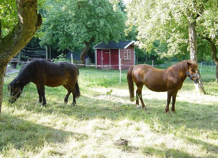 Bild: Die Ponys "Merry" und "Fee"