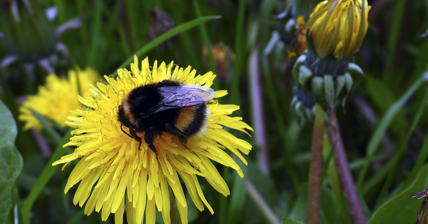 Bild: Bombus terrestris - die Erdhummel