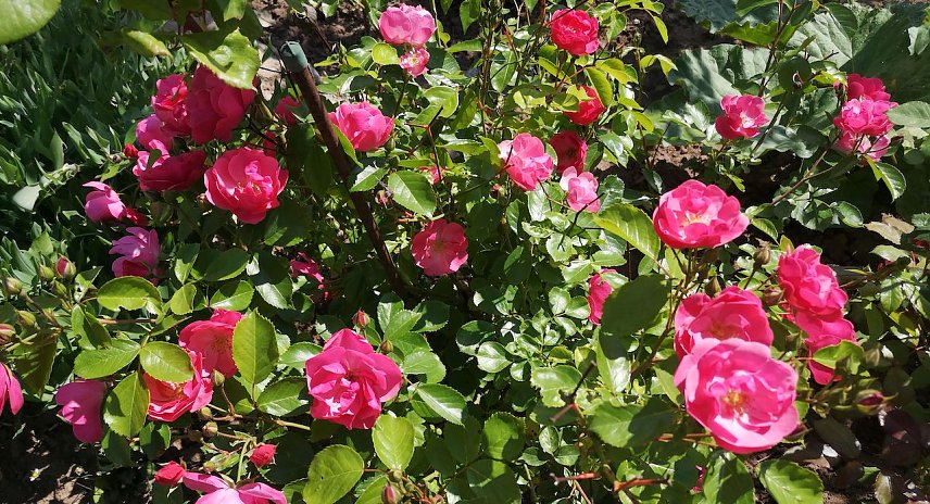 Bild: Rosen bei Leipolds im Garten