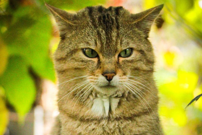 Bild: Wildkater Emil freut sich schon auf die Besucher