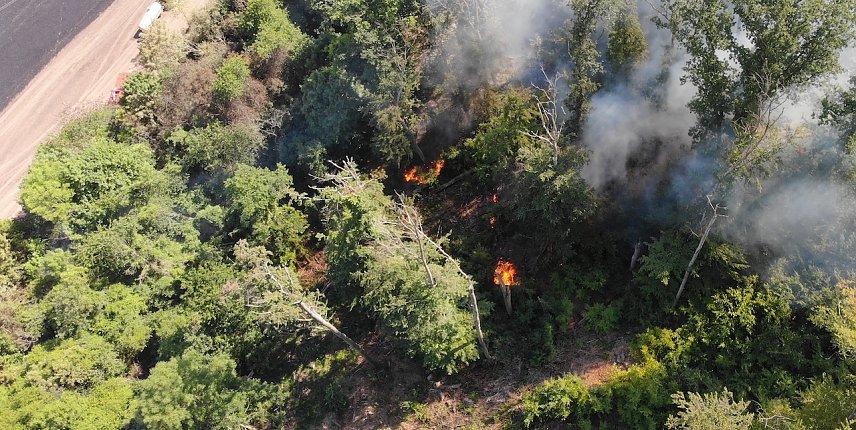 Bild: Waldbrand bei Wernrode