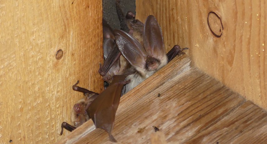 Bild: Langohrflederm&auml;use