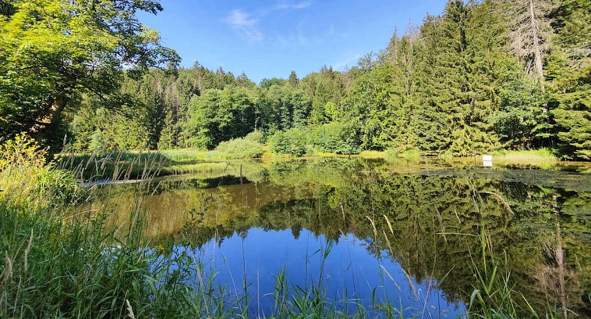 Bild: Dar hardteich bei Neustadt