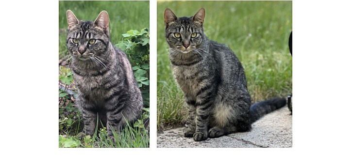 Bild: Der vermisste Kater Bommel
