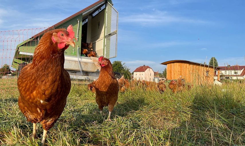 Bild: Gl&uuml;ckliche H&uuml;hner sehen was vom Landkreis