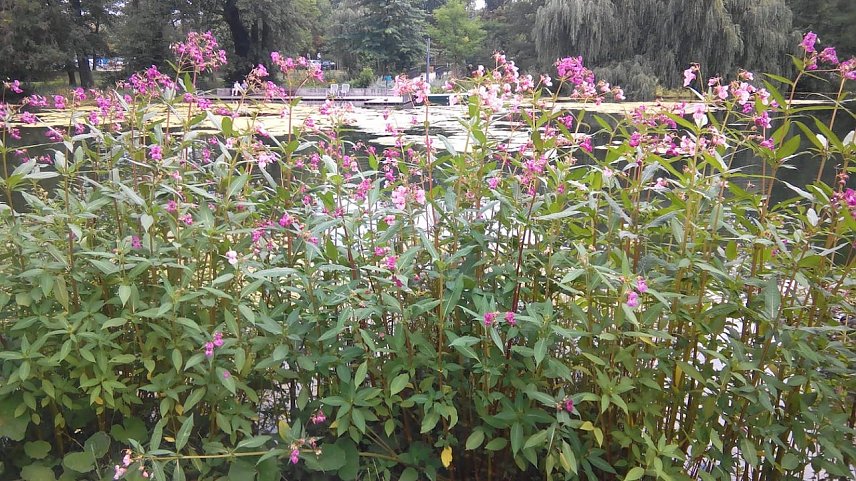 Bild: Bl&uuml;hende Blumen am Bachlauf und am Teich im Stadtpark sind Labsal f&uuml;r Hummeln und Bienen. 
