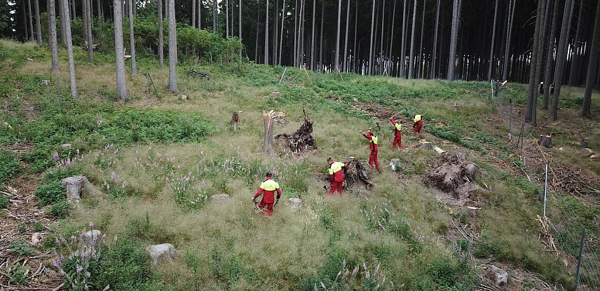 Bild: Junge Forstwirte bei der Anlage einer neuen Forstkultur. Die vitalen und wurzelstarken Laubb&auml;umchen kommen aus der betriebseigenen Forstbaumschule und m&uuml;ssen sich jetzt im Waldboden bew&auml;hren � auch bei Trockenheit  