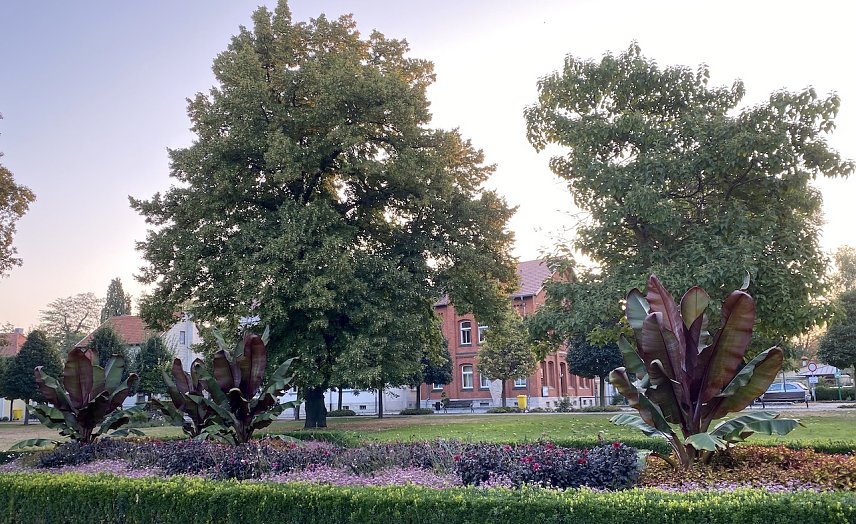 Bild: Kurpromenade Bad Langensalza am Morgen