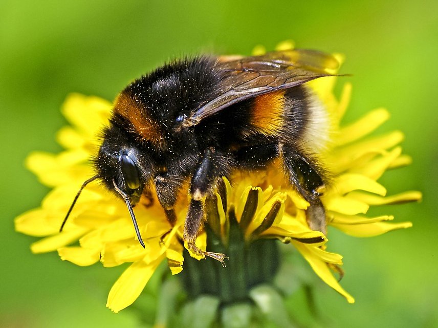 Bild: Das ist eine Erdhummel