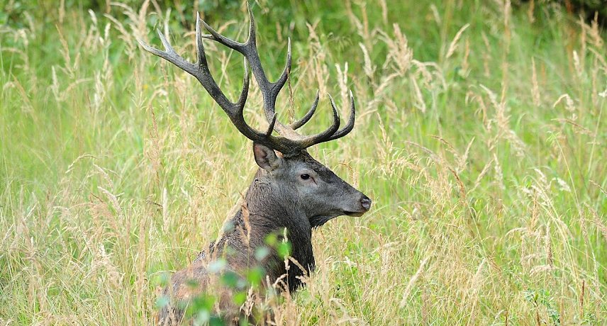 Bild: Der Rothirsch ist unzweifelhaft der K&ouml;nig des Waldes � zum einen wegen der beeindruckenden Gr&ouml;&szlig;e des Tieres, aber auch wegen des imposanten Geweihs