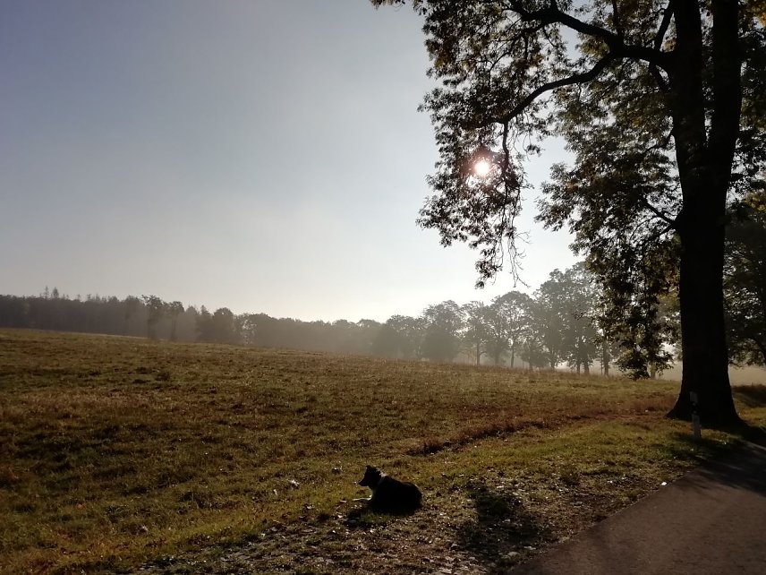 Bild: Einen malerischen Herbstmorgen hat Herr J&ouml;rgens heute in Sophienhof festgehalten