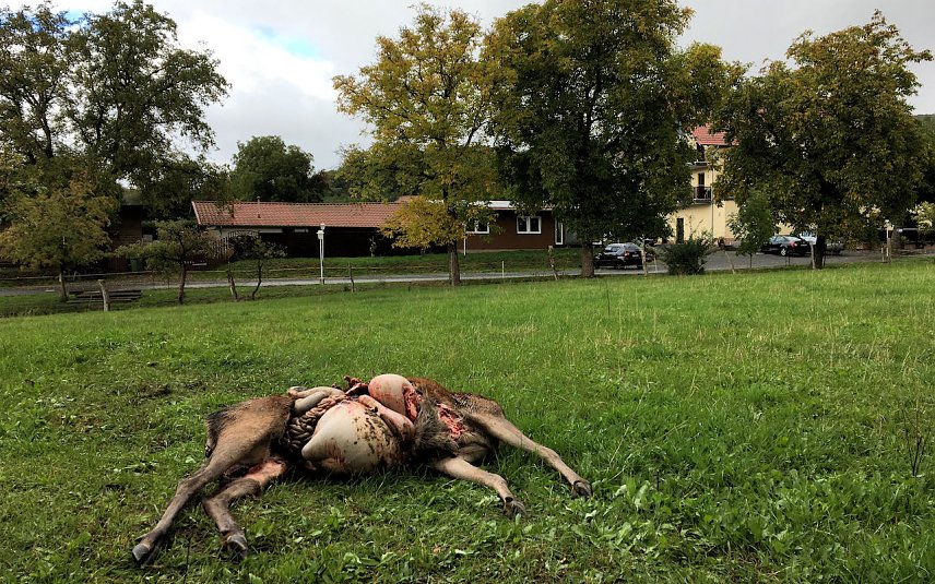Bild: Gerissene Hirschkuh in unmittelbarer N&auml;he der Wolfsm&uuml;hle
