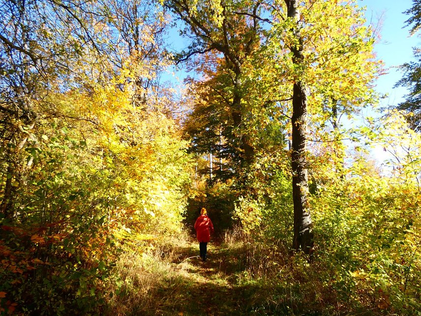Bild: Wanderin im Herbstwald