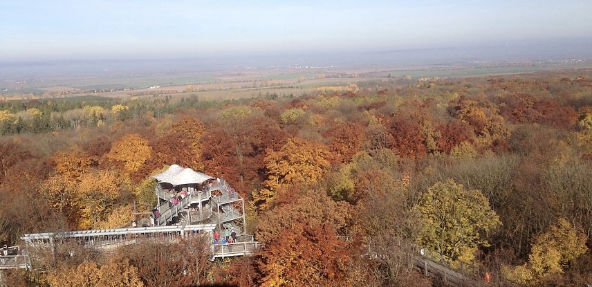 Bild: Auf dem Baumkronenpfad im Nationalpark Hainich