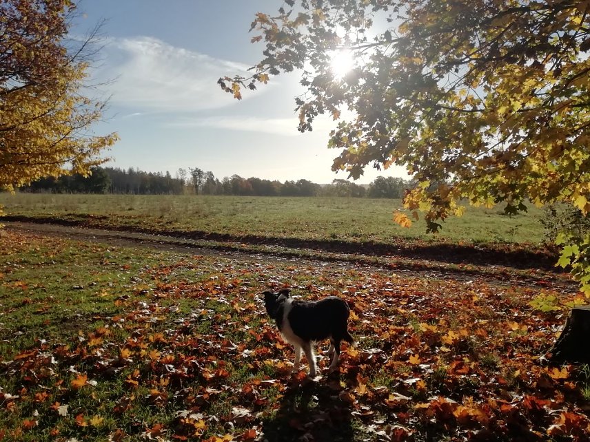 Bild: Der Herbst zeigte sich in Sophienhof heute wieder von seiner sch&ouml;nsten Seite