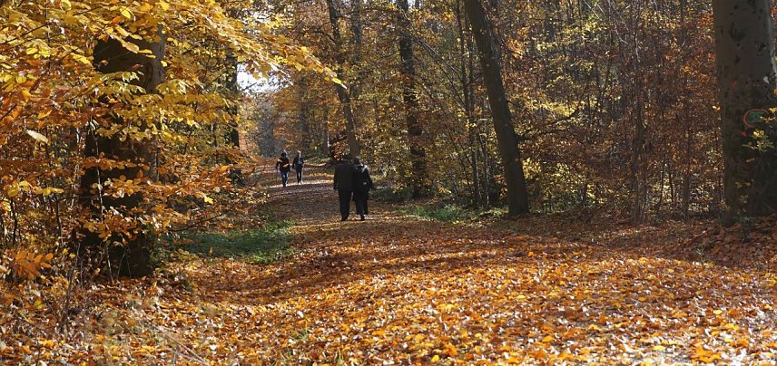 Bild: Bunte Herbstf&auml;rbung 