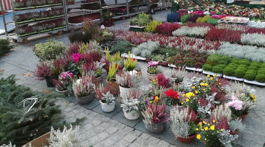 Bild: Herbstpflanzen auf dem Sondersh&auml;user Wochenmarkt