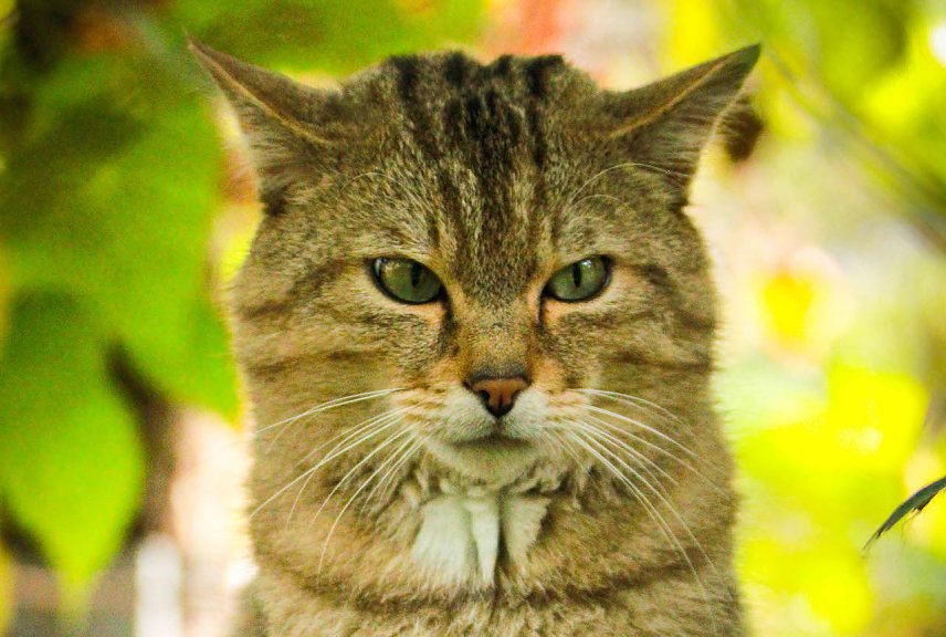 Bild: Wildkater Emil wartet im Wildkatzendorf auf Besucher 